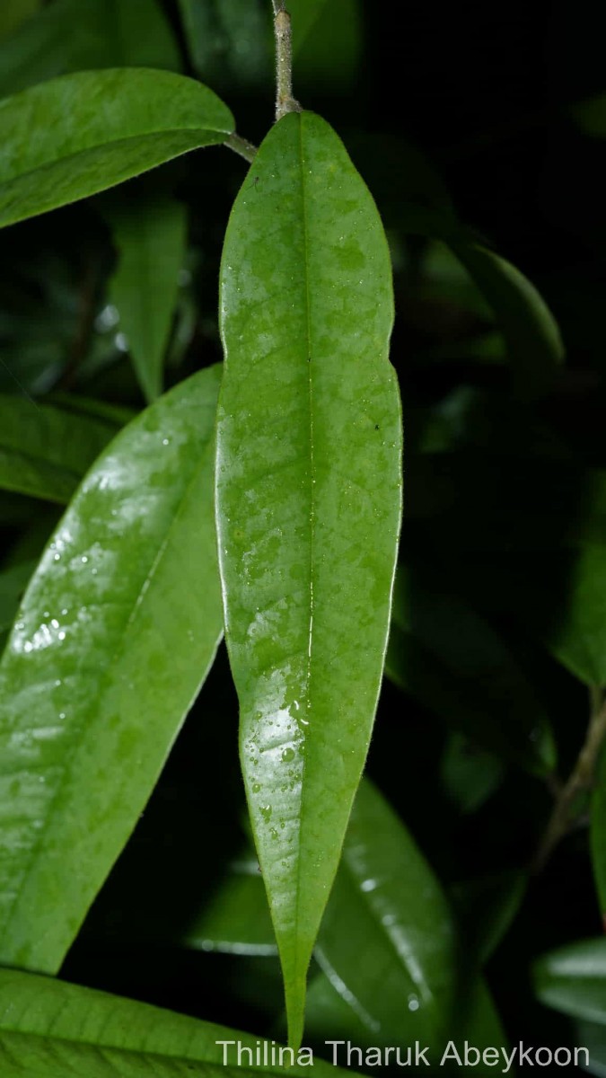 Cotylelobium scabriusculum (Thwaites) Brandis